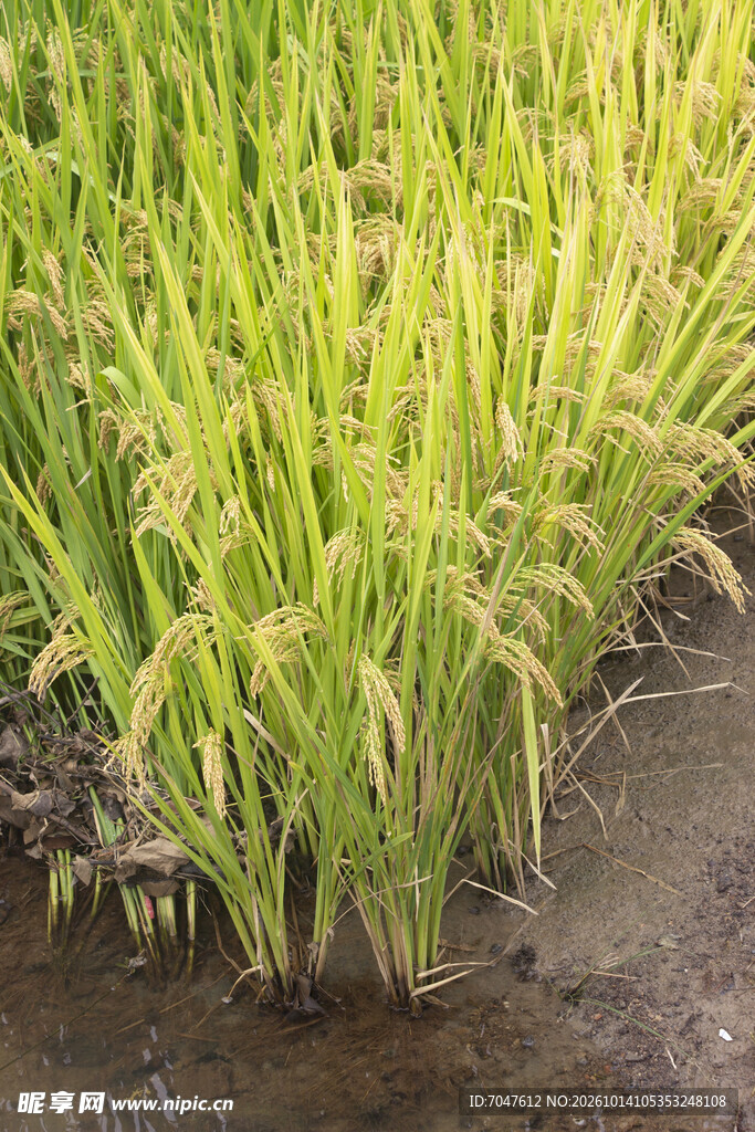 水田成熟水稻