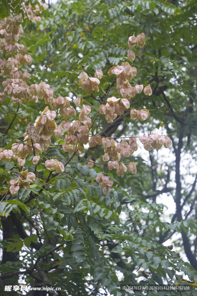 秋日黄山栾树粉色果实