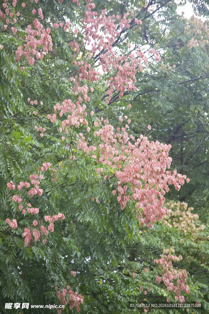 黄山栾树粉色果实