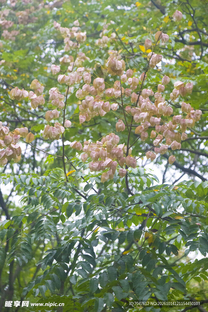 秋日黄山栾树果实小灯笼