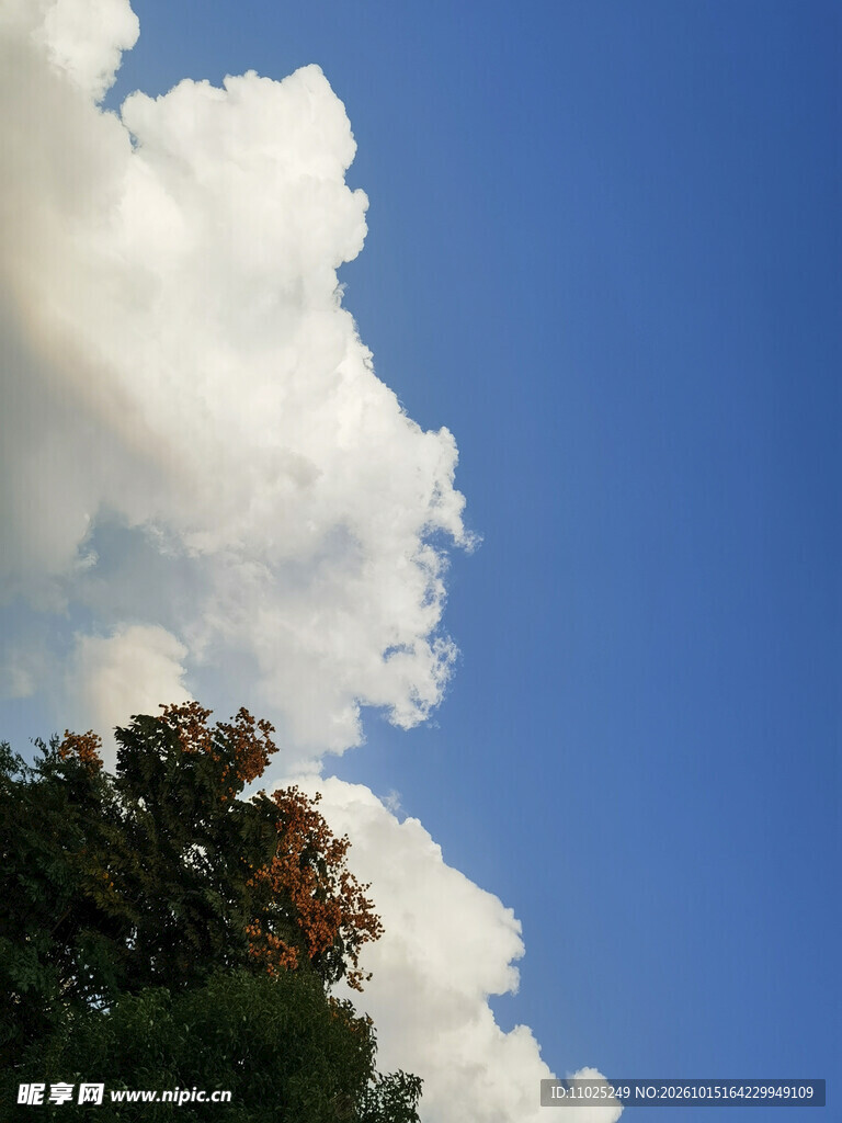 树梢上方蓝天白云户外实景摄影