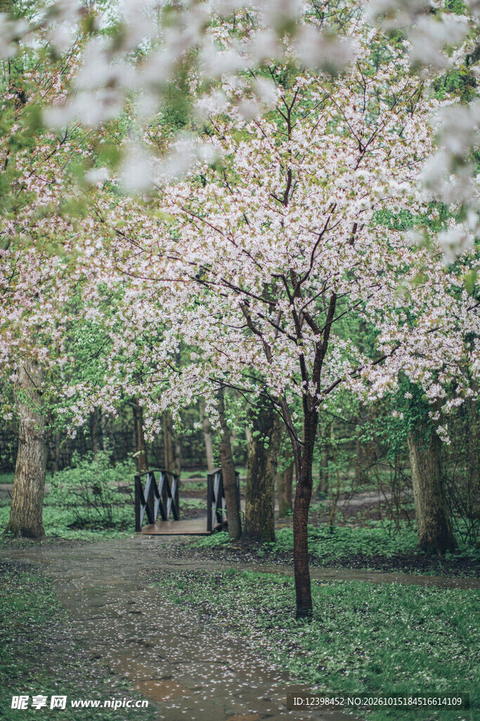樱花步道
