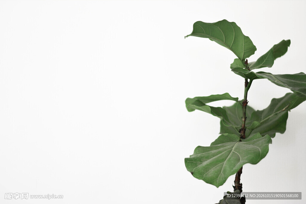 绿植叶片