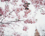 漂亮的樱花