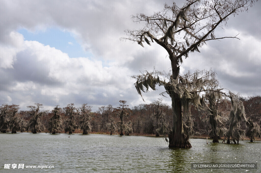 水中孤树