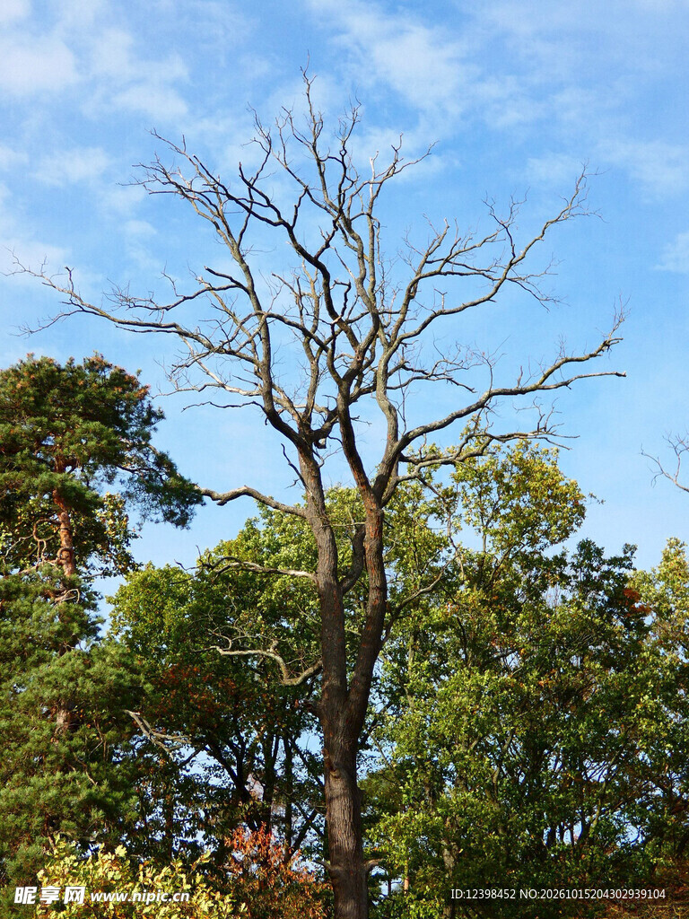 枯树