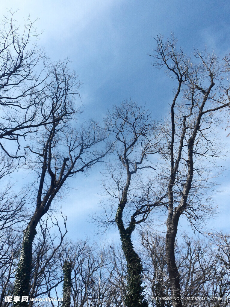 蓝天枯林