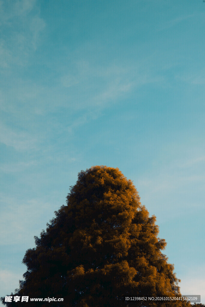 秋树