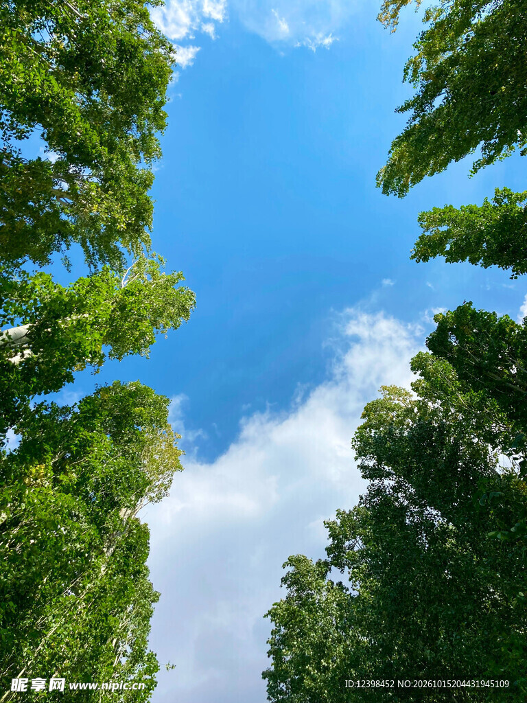 林间云天
