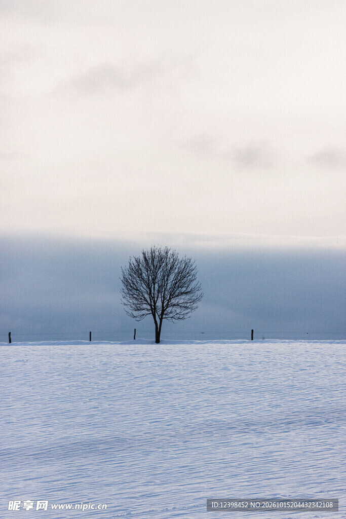 雪原孤树