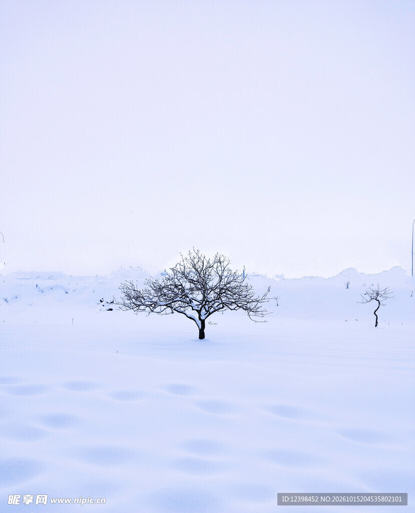 雪原孤树