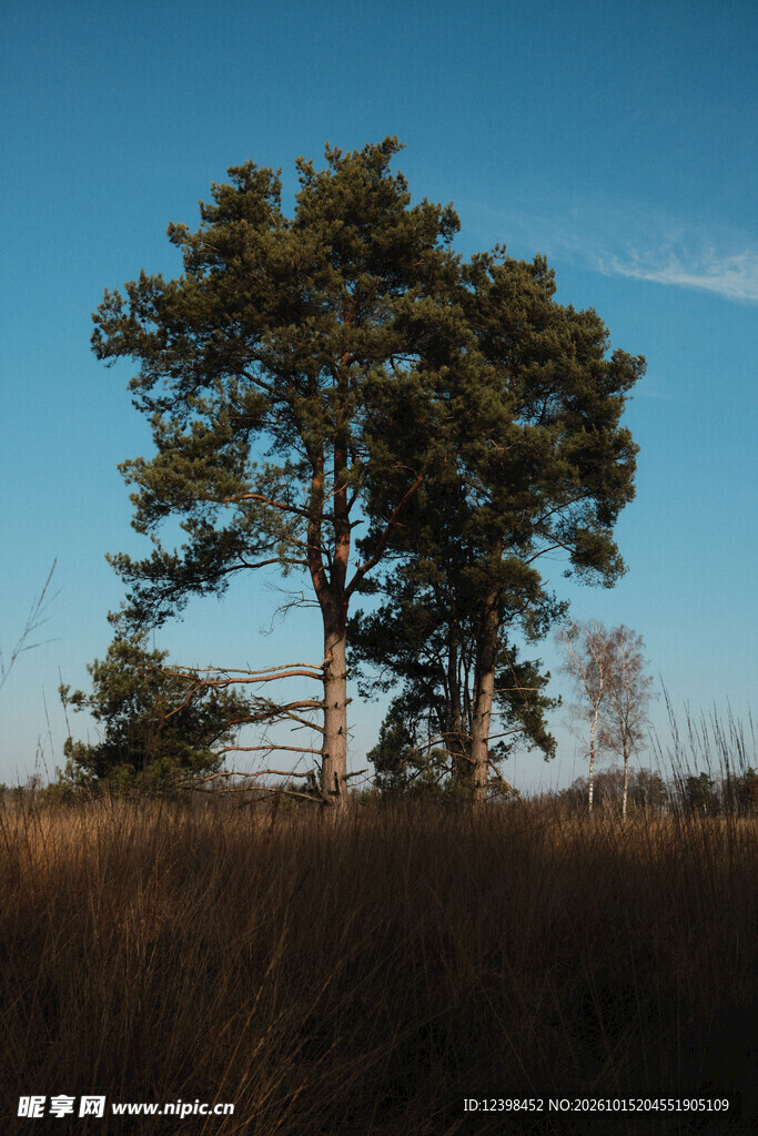 旷野松树