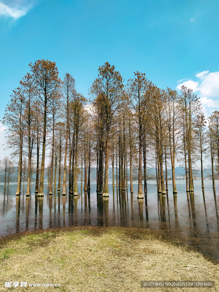 水岸杉林
