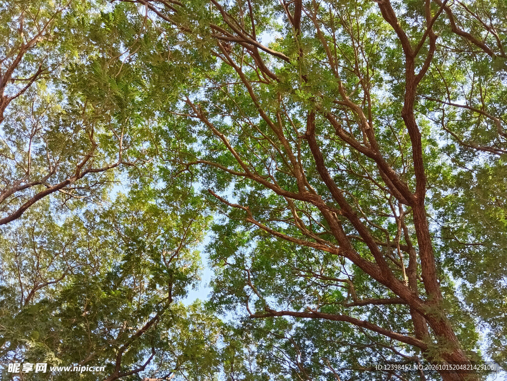 绿叶晴空