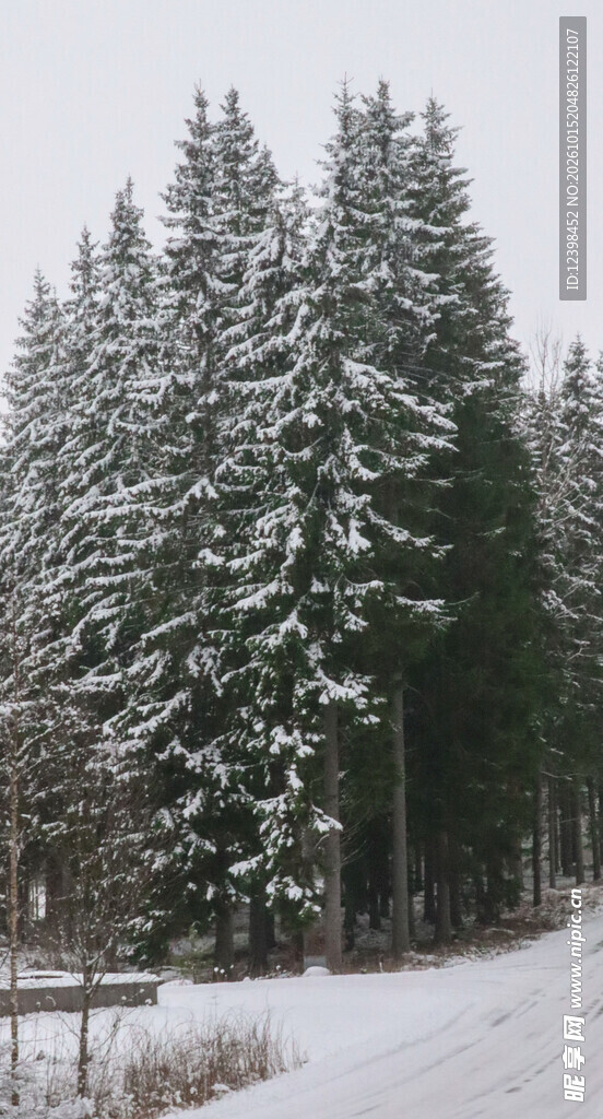 雪后松林