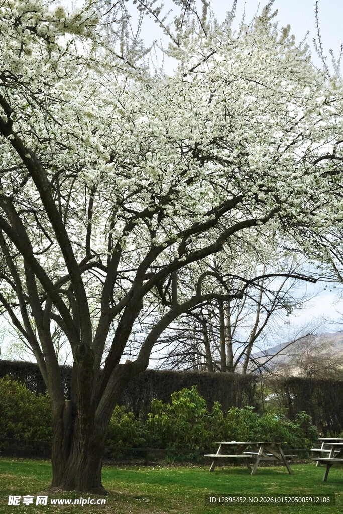 公园花树