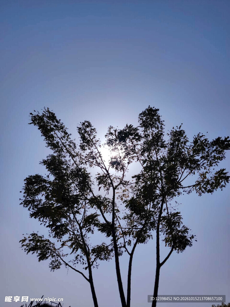 晴空树影