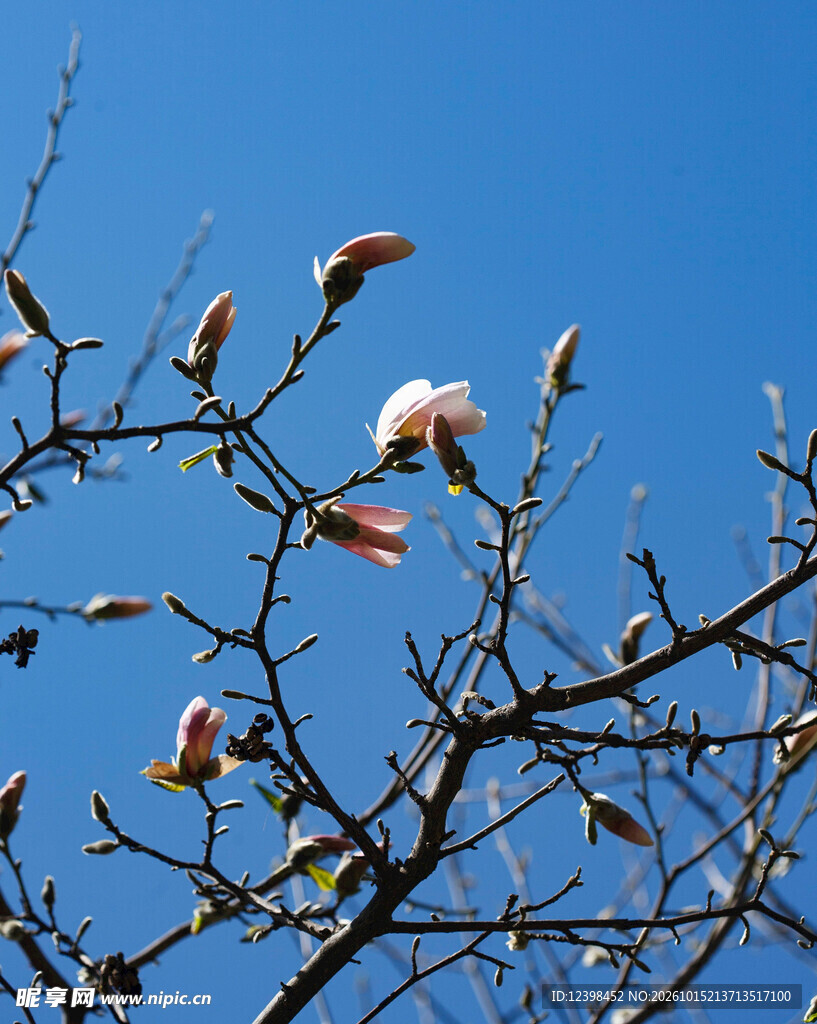 玉兰花枝