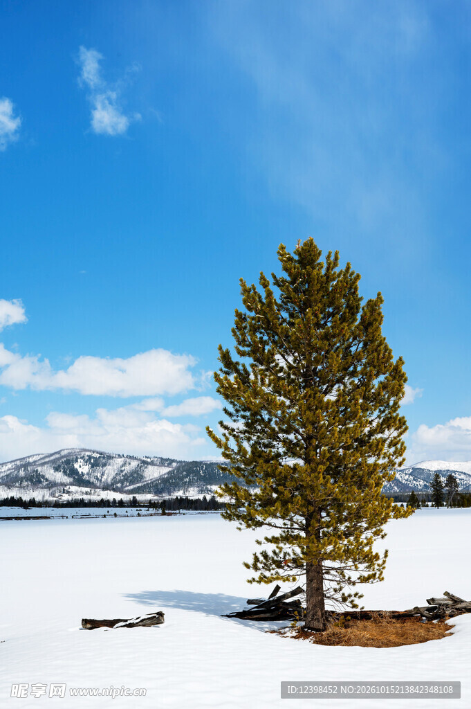 雪地孤松