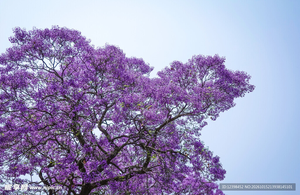 蓝花楹开