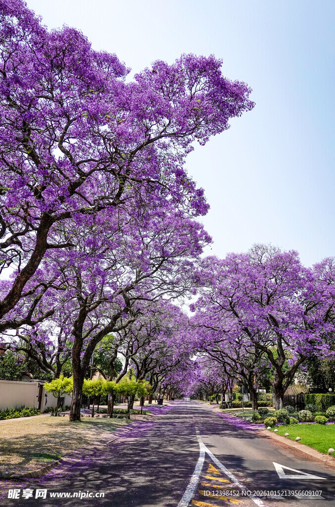 蓝花楹道