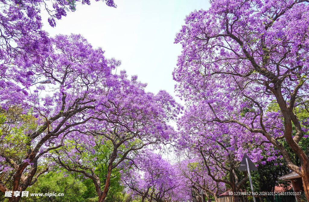 蓝花楹