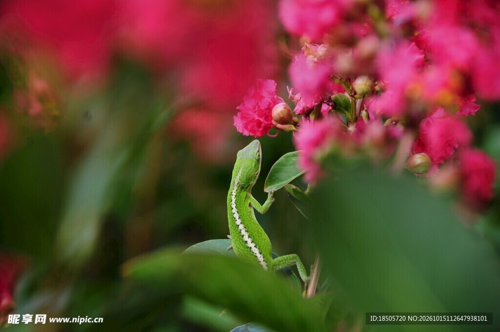 绿蜥蜴与红花小景
