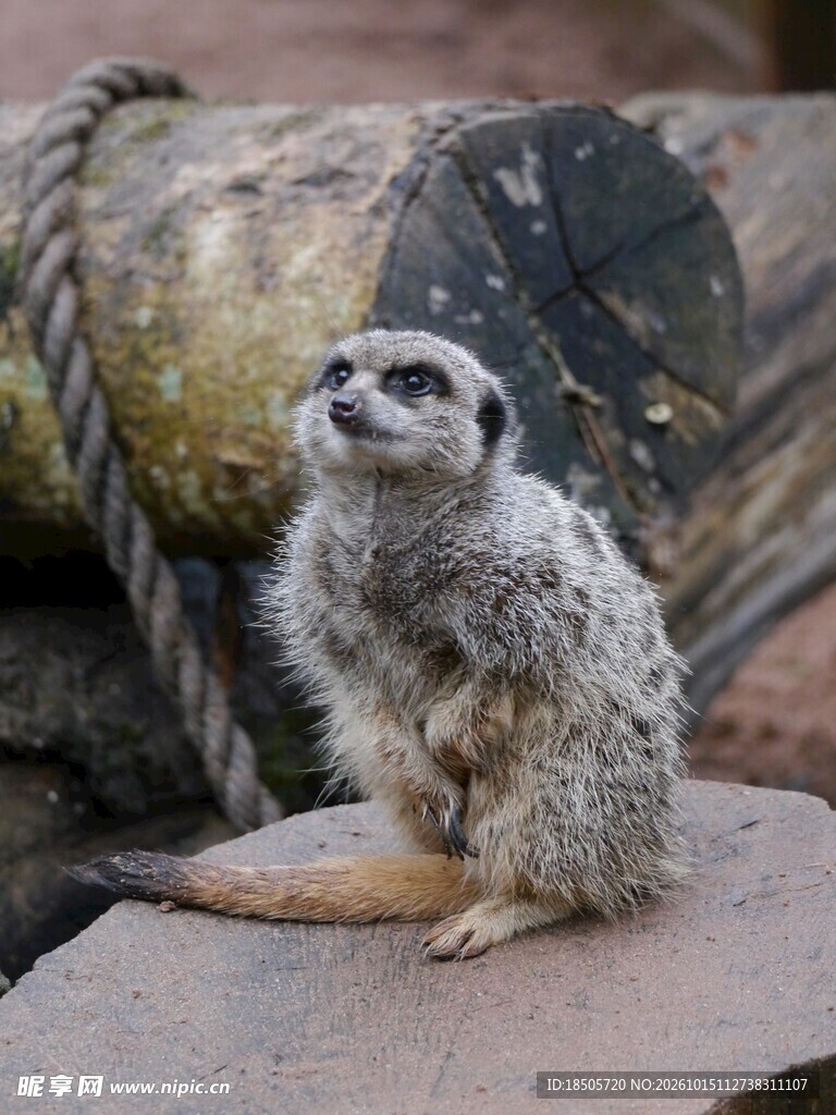 站立张望的狐獴