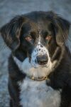 黑白宠物犬肖像