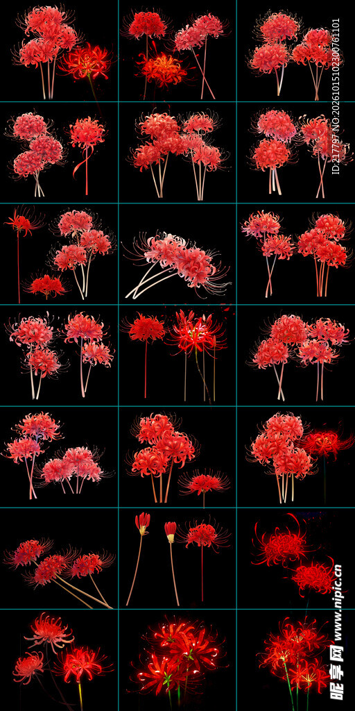 彼岸花