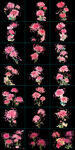 粉色菊花
