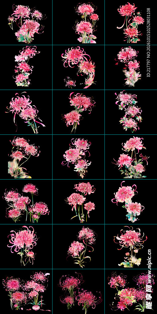 粉色菊花