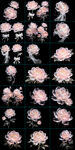 粉色牡丹花