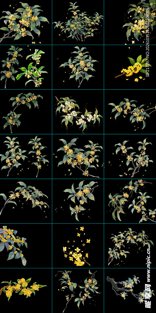 古风桂花
