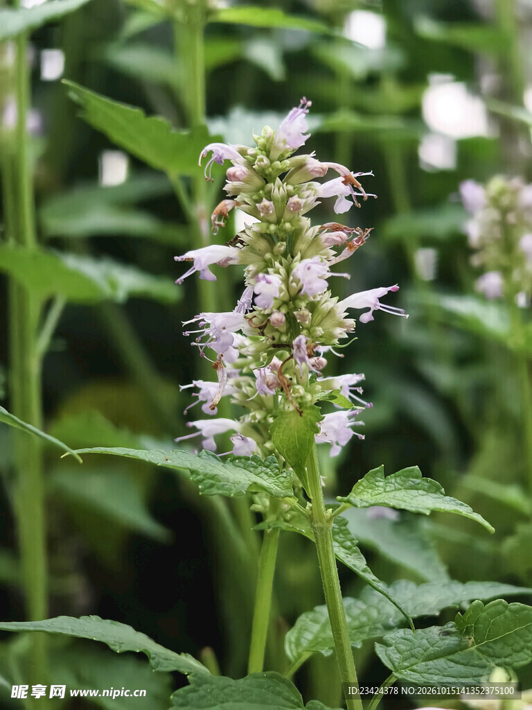 藿香 草本穗状淡紫小花