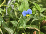 蓝色鸭跖草花