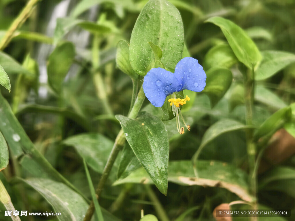 蓝色鸭跖草花