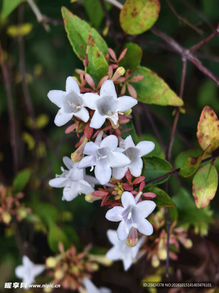白色星状小花特写