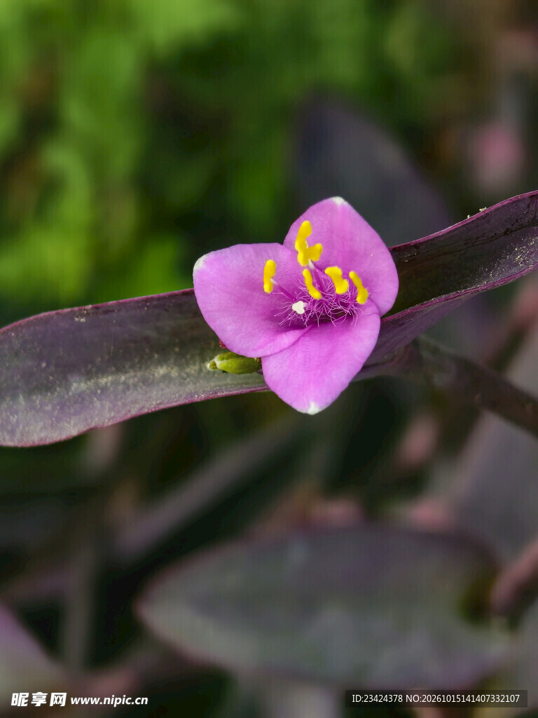 紫竹梅小花微距特写