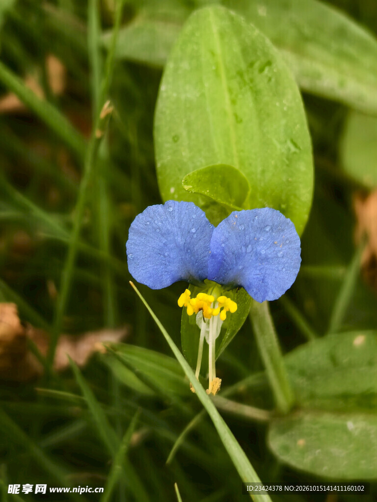 蓝色鸭跖草小花特写