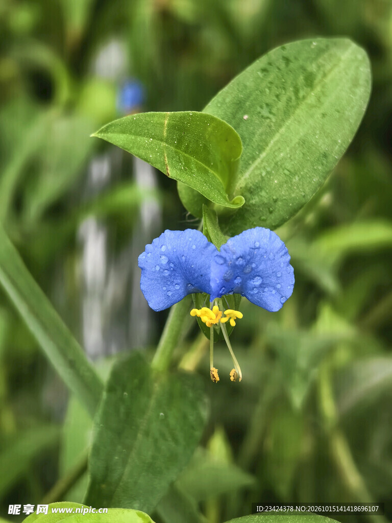 鸭跖草蓝色小花特写