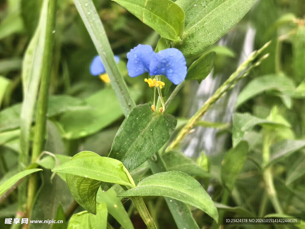草丛中的蓝色小花