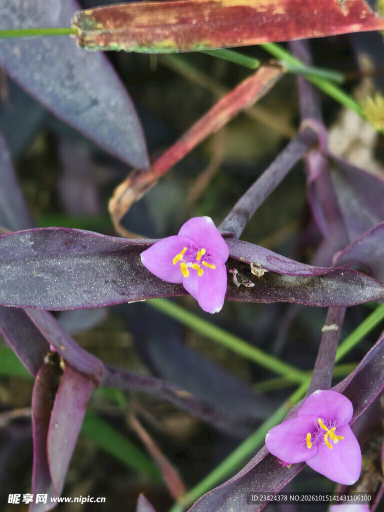 紫竹梅小花特写