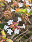 清新白色花簇特写