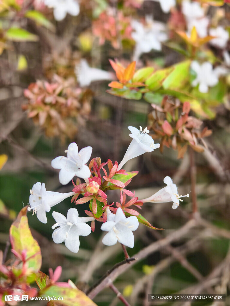 清新白色花簇特写