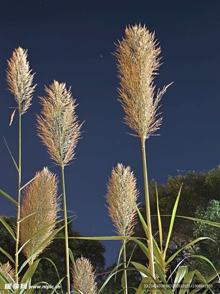 夜色中的蓬松草穗