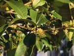 绿叶丛中桂花盛放
