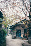 樱花树下的乡村小屋