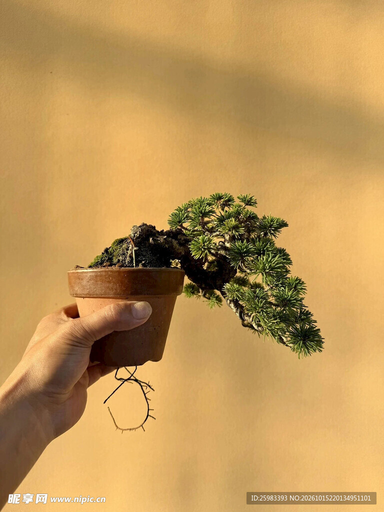 盆景