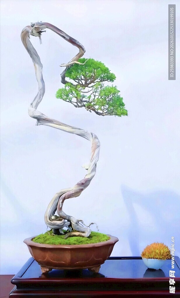 盆景